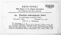 Puccinia andropogonis image